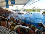 Delphin-Show im Loro-Parque